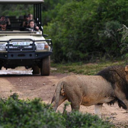 Addo Elephant Safari Lodge - Bellevue Forest Reserve Paterson Kültér fotó