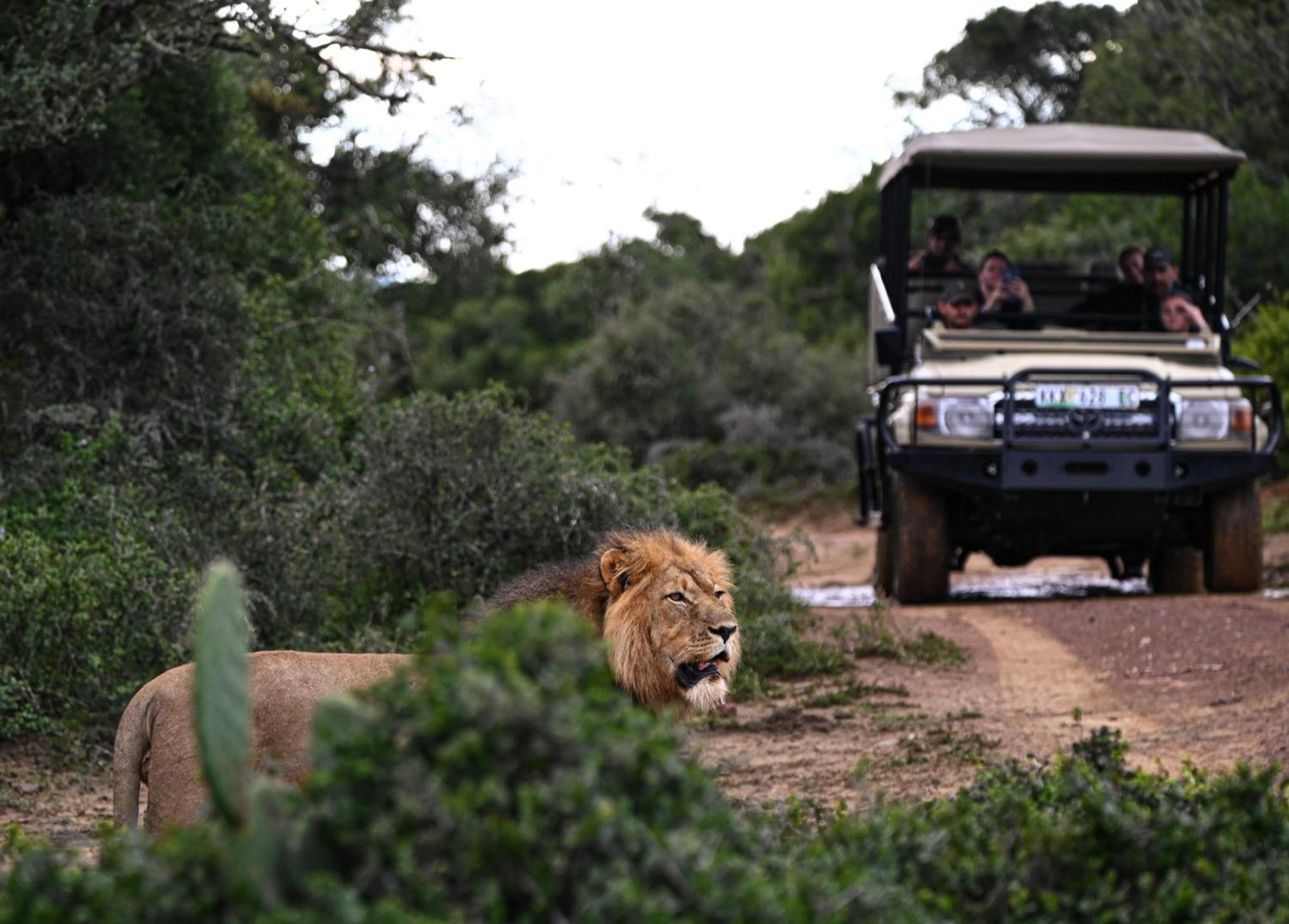 Addo Elephant Safari Lodge - Bellevue Forest Reserve Paterson Kültér fotó