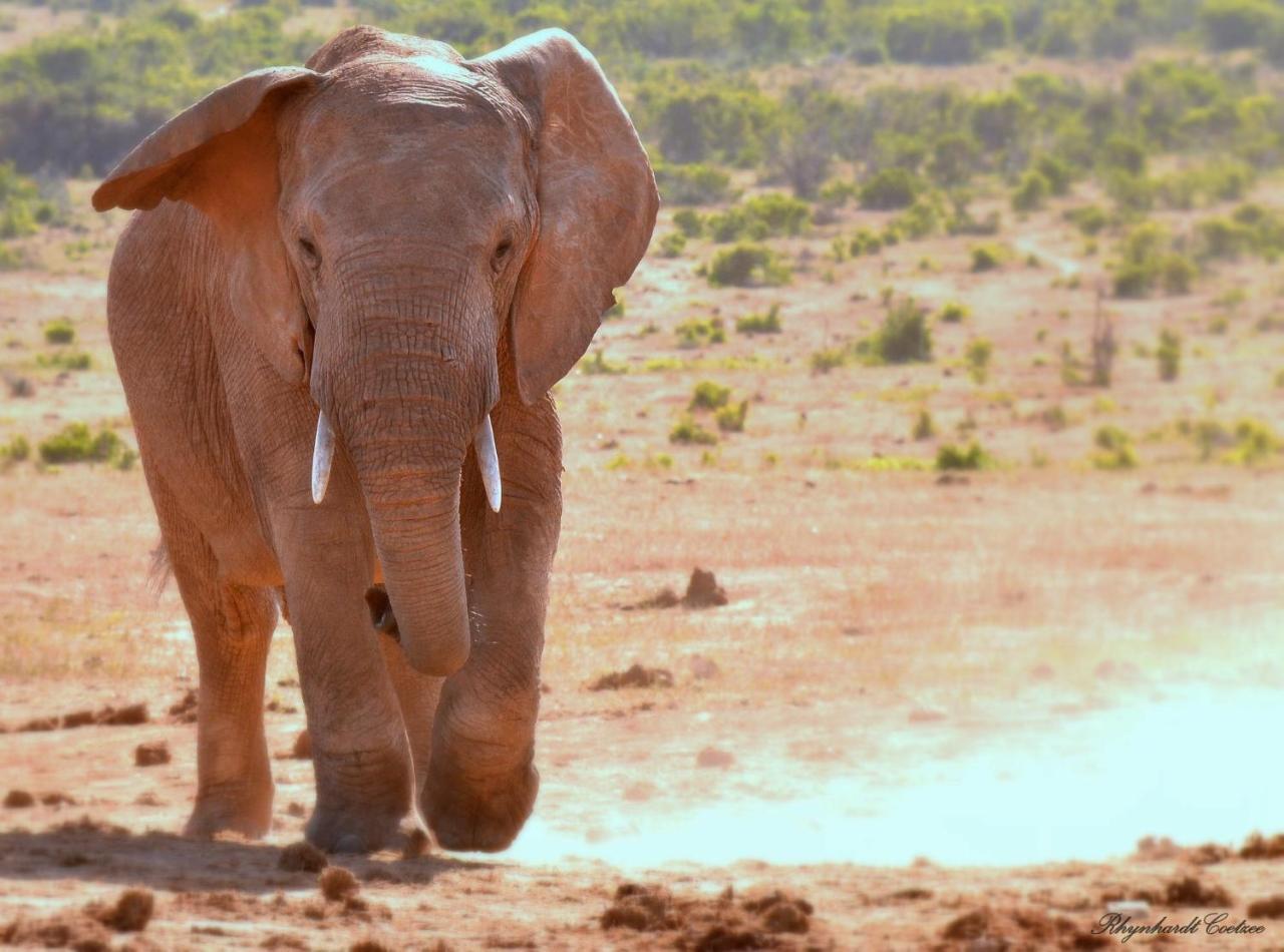 Addo Elephant Safari Lodge - Bellevue Forest Reserve Paterson Kültér fotó