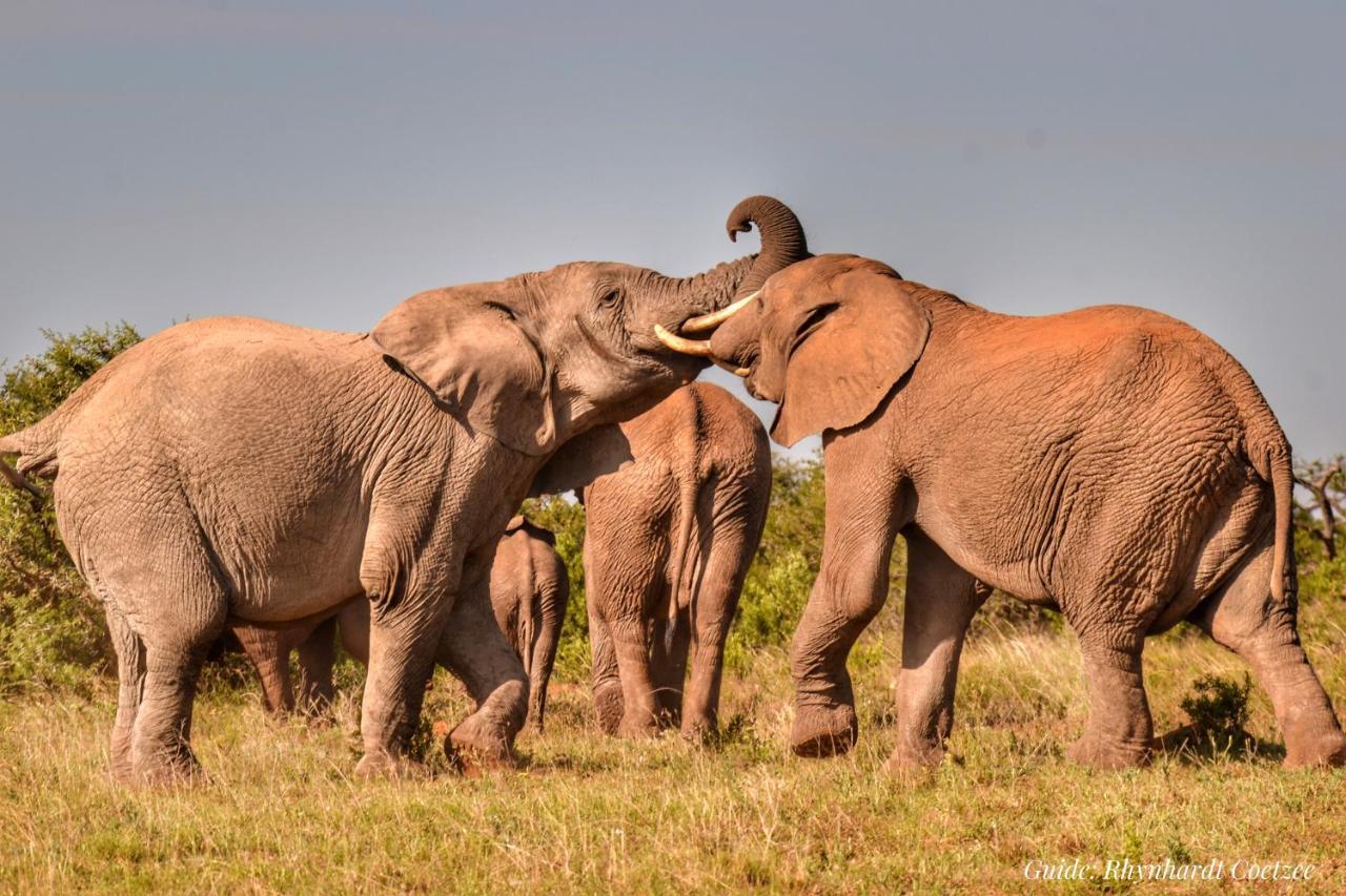 Addo Elephant Safari Lodge - Bellevue Forest Reserve Paterson Kültér fotó