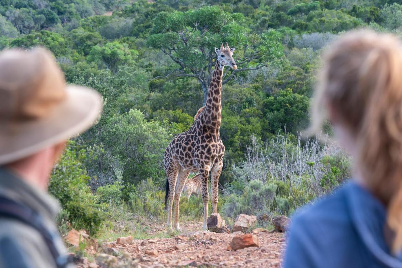 Addo Elephant Safari Lodge - Bellevue Forest Reserve Paterson Kültér fotó