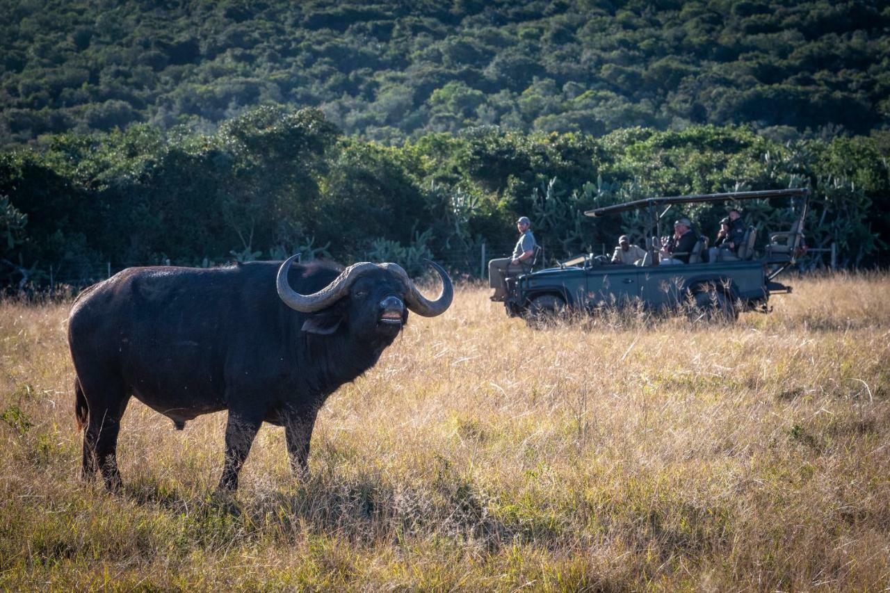 Addo Elephant Safari Lodge - Bellevue Forest Reserve Paterson Kültér fotó