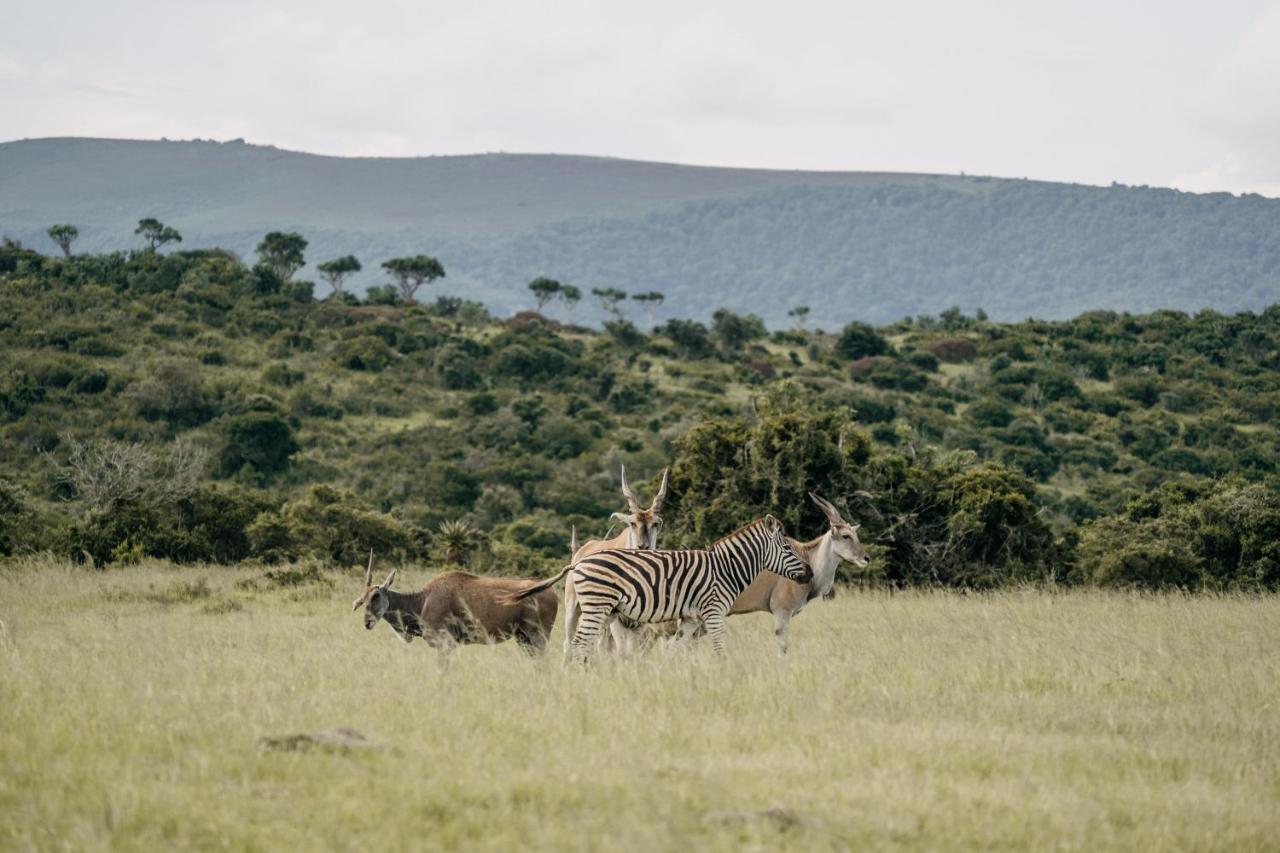 Addo Elephant Safari Lodge - Bellevue Forest Reserve Paterson Kültér fotó