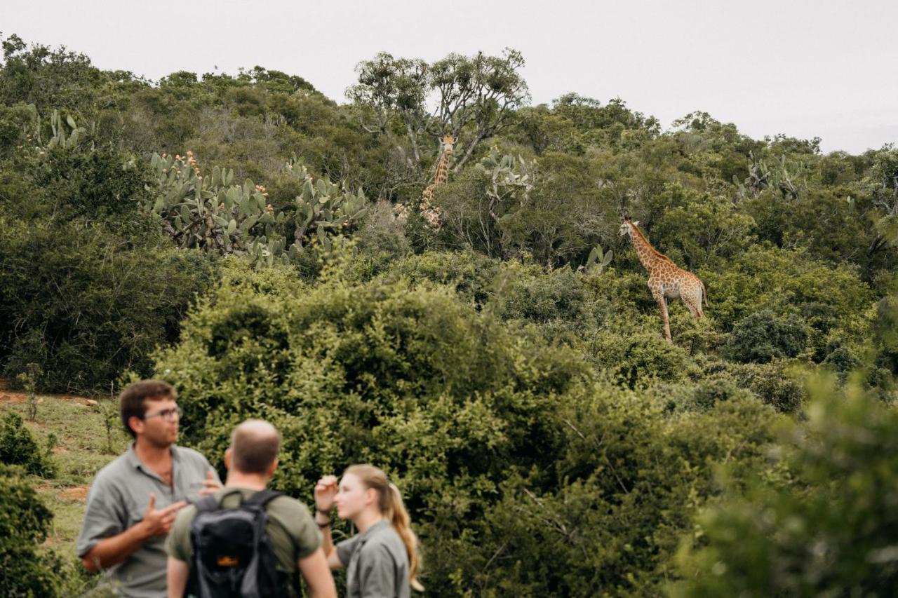 Addo Elephant Safari Lodge - Bellevue Forest Reserve Paterson Kültér fotó