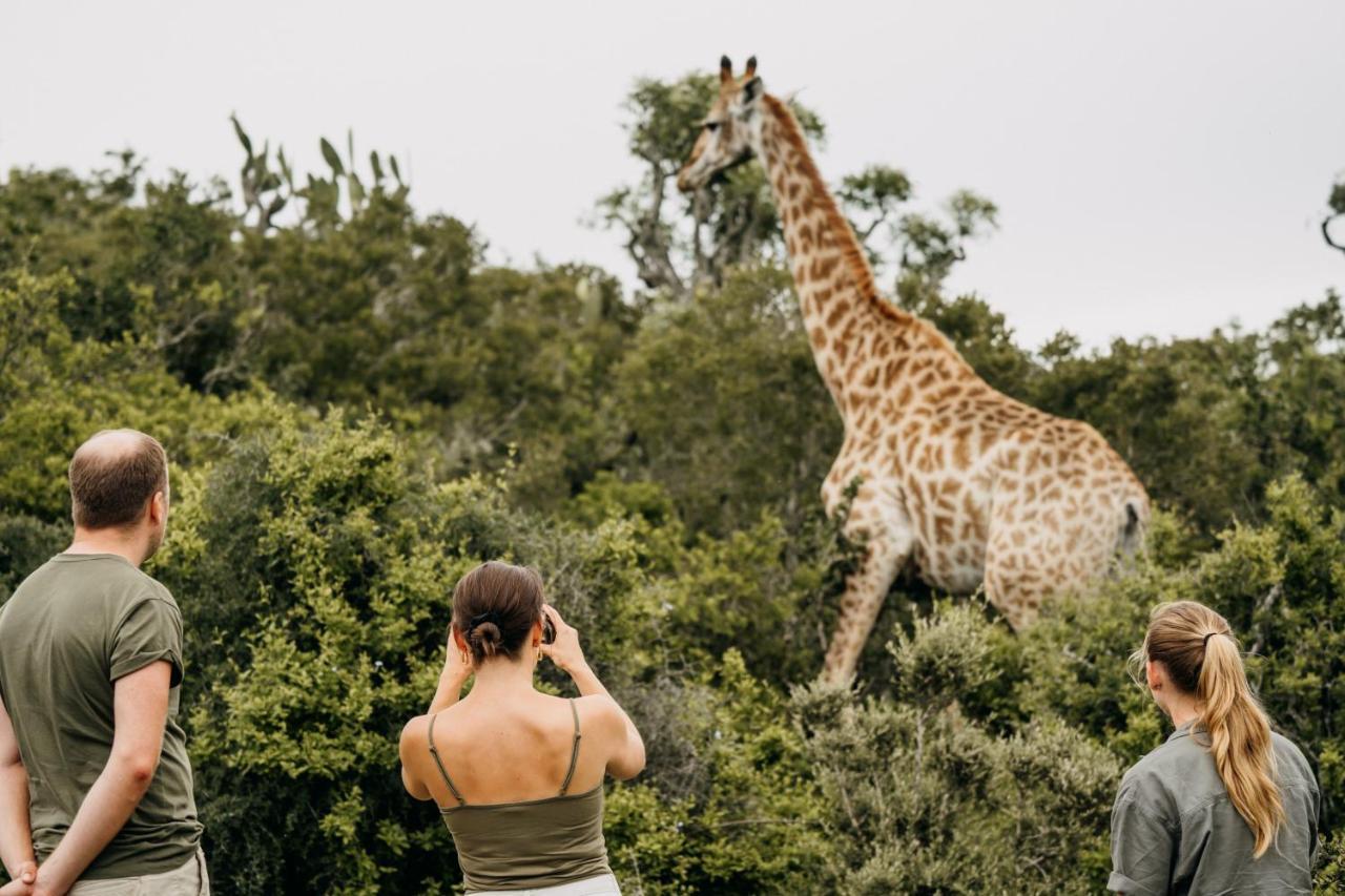 Addo Elephant Safari Lodge - Bellevue Forest Reserve Paterson Kültér fotó